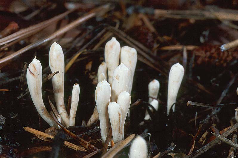 Clavariadelphus mucronatus